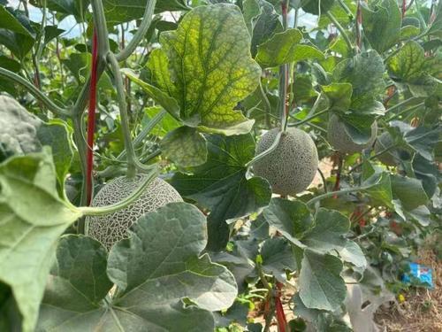 一村一品丨泾灵村“莎妃”蜜瓜 甜了移民美了食客